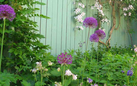 Sternkugellauch, Akeleien und Clematis