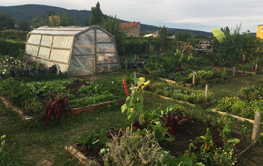 Traiskirchen Gemüsegarten